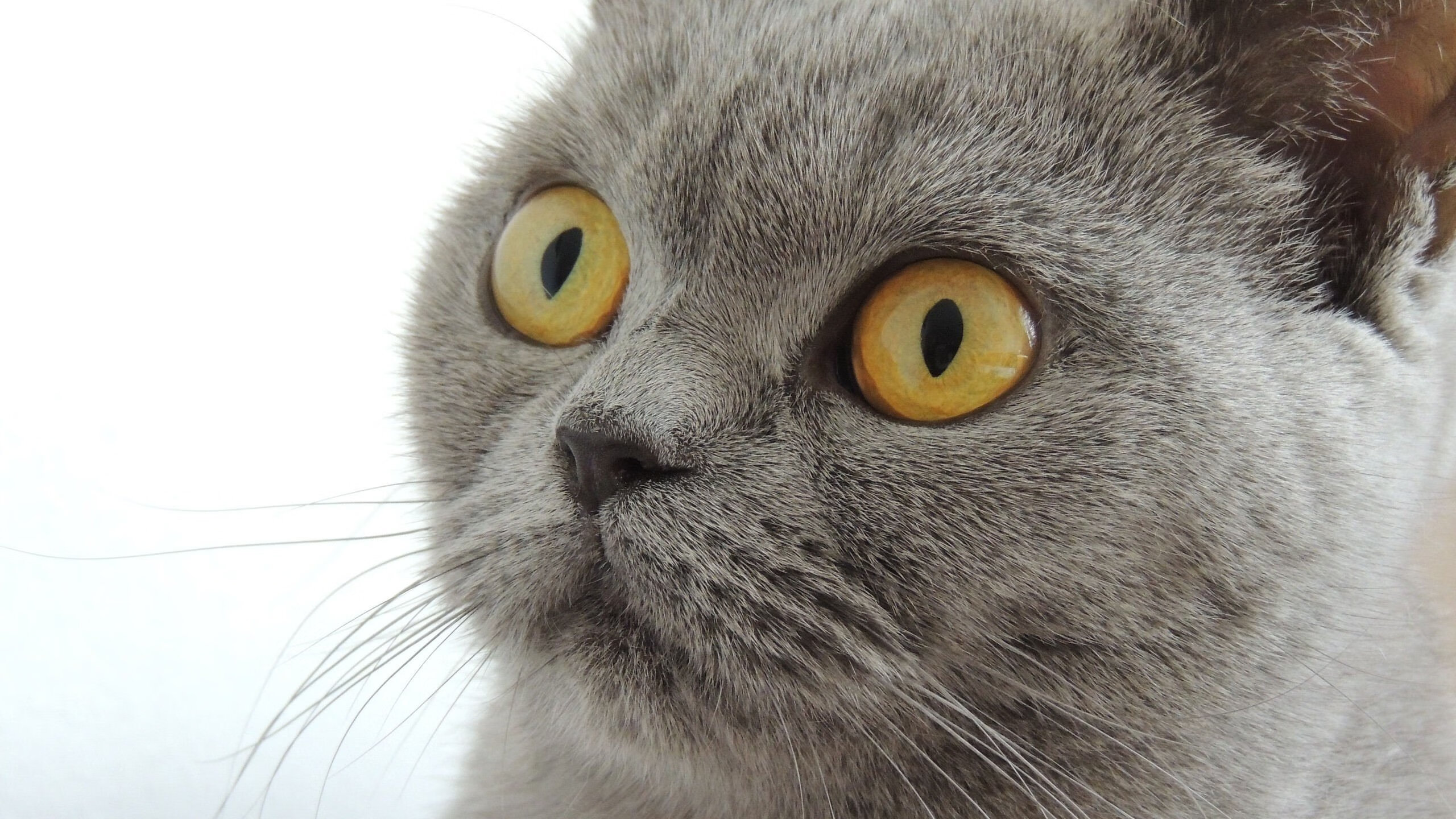 意甲VAR系统引入语义数据库增强判罚流程效率,意甲var使用规则