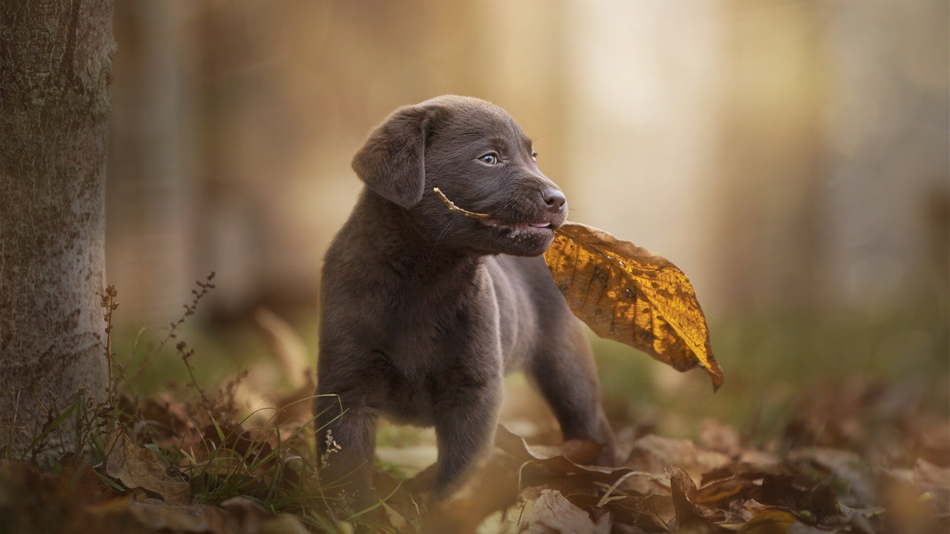 意甲老牌名将带队打造年轻阵容反弹势头,意甲各队主帅简介