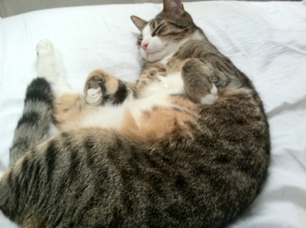 中国三人篮球女队防守反击策略调整，中国三人篮球女队获得的成绩为