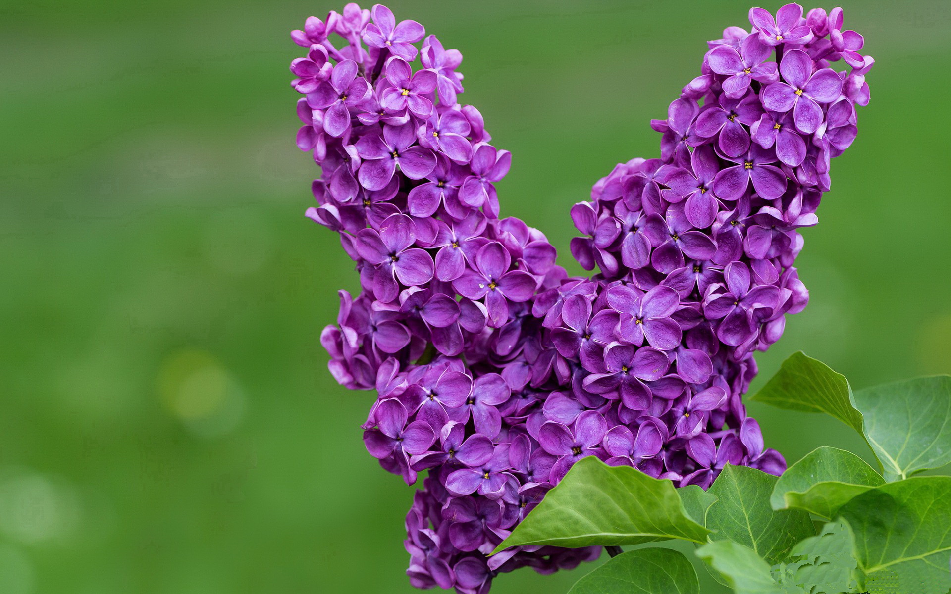 澳大利亚团队赛制分析：如何通过团体合作克服单打弱点，澳大利亚战队