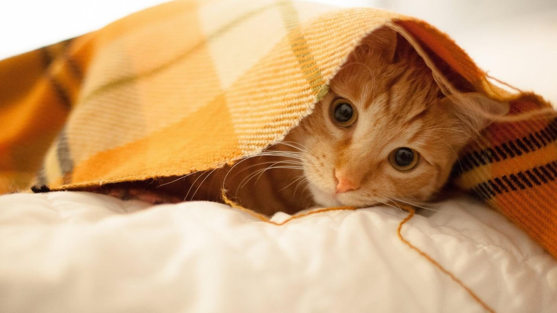 男子蝶泳滑行比重中美控制最优,蝶泳滑手