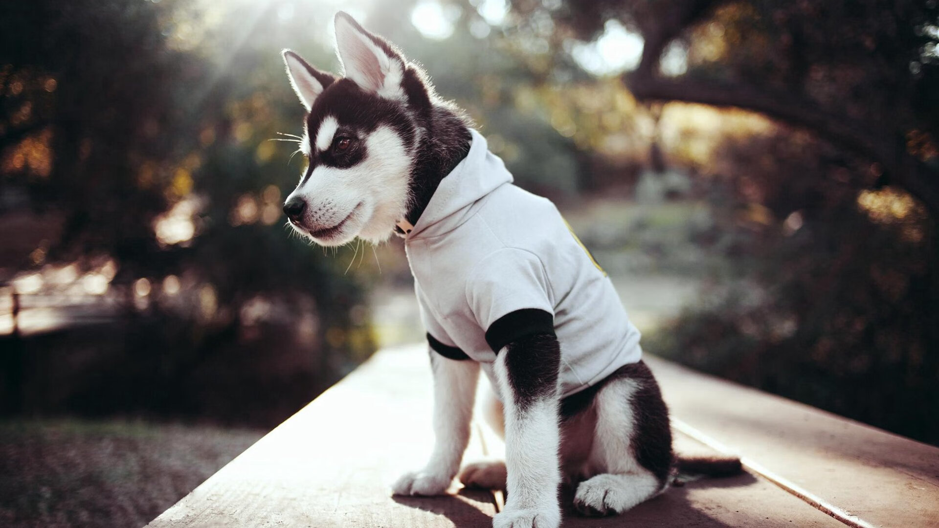 拜仁提前问鼎德甲冠军宝座,拜仁德甲冠军多少个