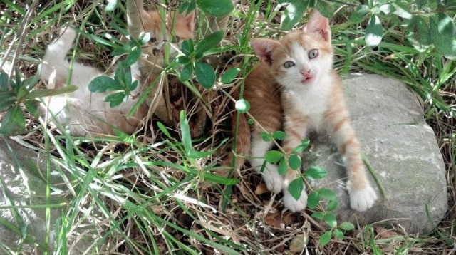自由泳短程韩国突破个人纪录,自由泳韩国教学视频