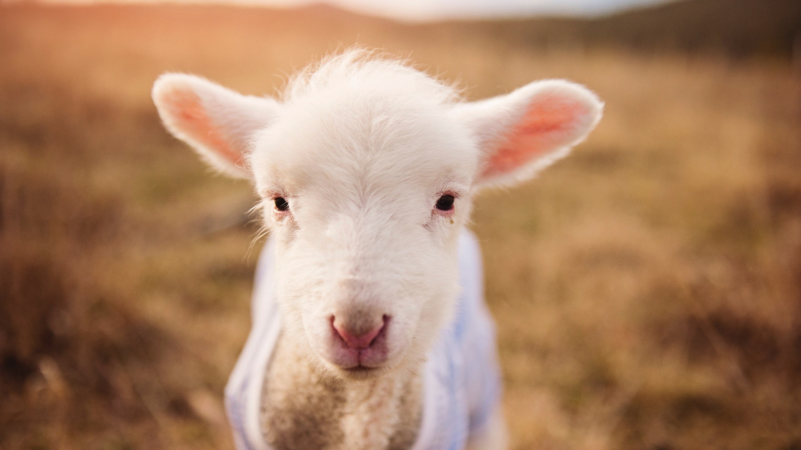 跳水动作连贯性显著提升，跳水是连续性运动技能